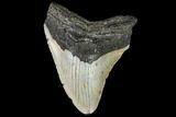 Fossil Megalodon Tooth - North Carolina #108963-1